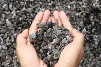 GlobalFund Trading Xchange direct inspection wood pellets